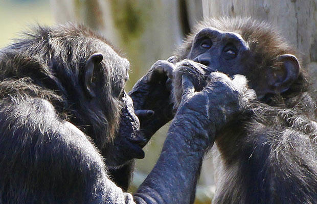 Yep - she'll do - chimp teeth baring looking at sharp teeth